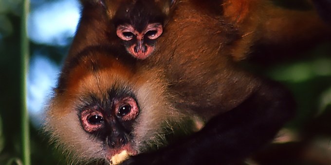 Costa Rica Wildlife Observation